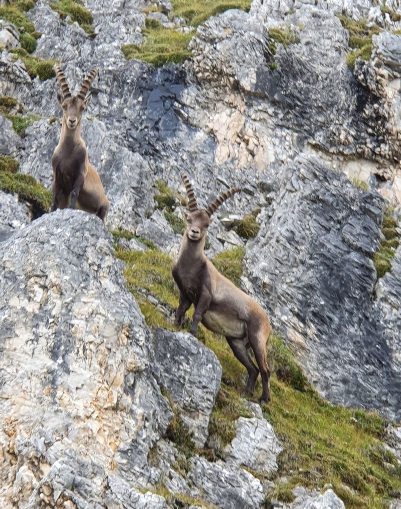 220808 Steinbock