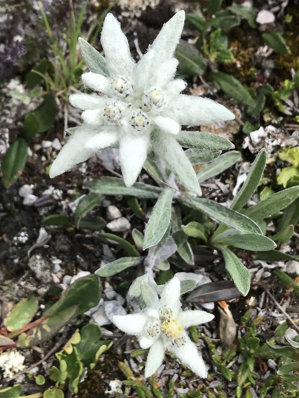 230806 Blaser Edelweis k